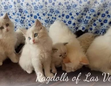 Beautiful hand raised Ragdoll Kittens