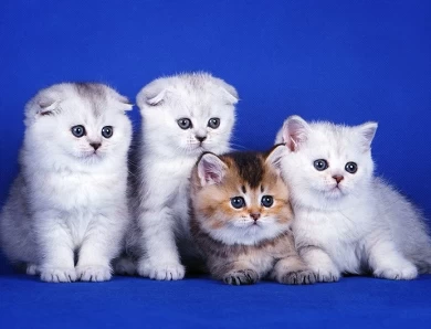 Portland Scottish Fold Kittens