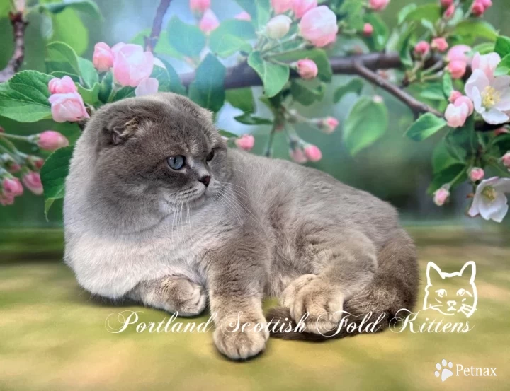 Vanusha Scottish Fold