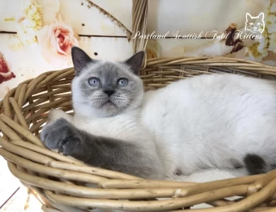 Musya Scottish Fold