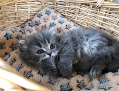 Zosya Scottish Fold