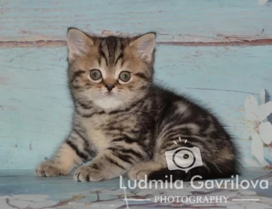 Nusha Scottish Fold