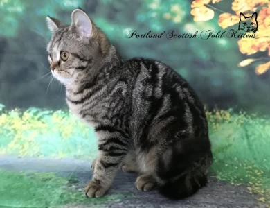 Nusha Scottish Fold