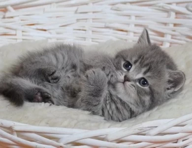 Zizi Scottish Fold