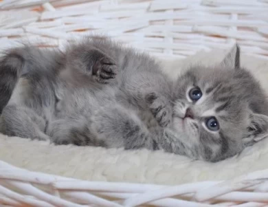 Zizi Scottish Fold