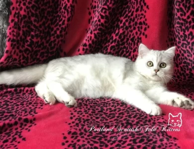 Bonya Scottish Fold