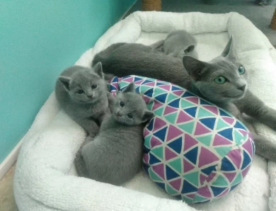 Russian Blue Kittens - Beautiful Blues