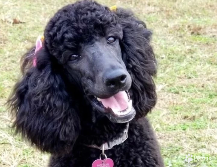 Fancy Standard Poodle