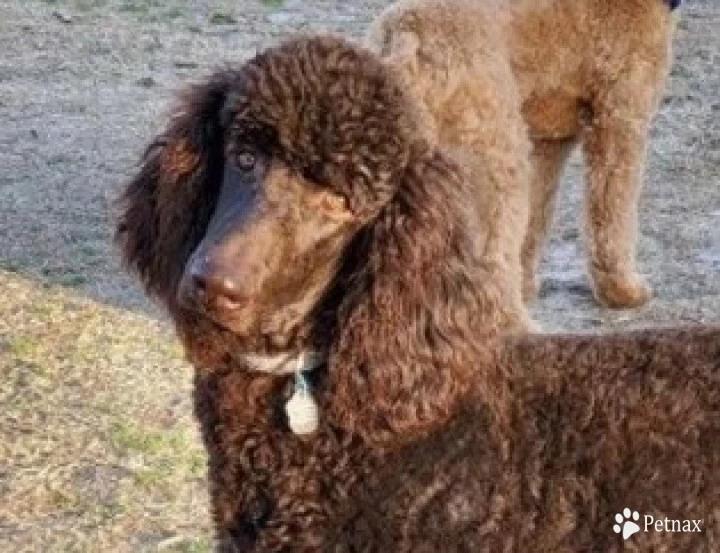 Tie Standard Poodle