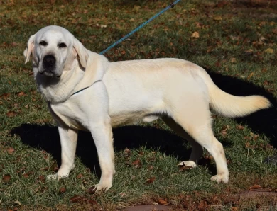 Koda Labrador Retriever