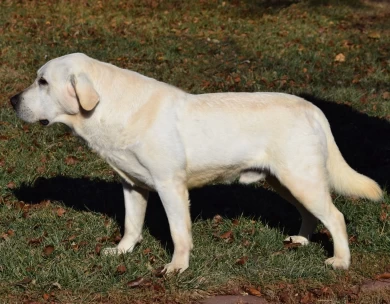 Koda Labrador Retriever