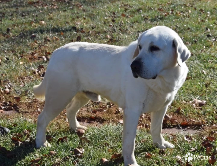 Koda Labrador Retriever