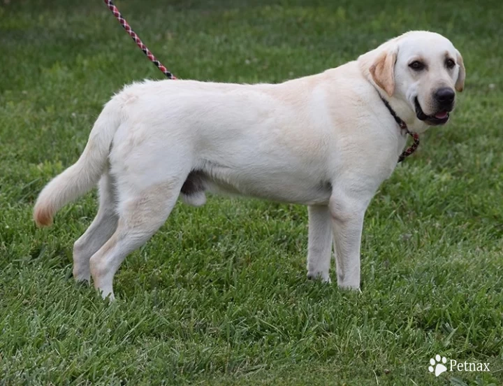 Rocky Labrador Retriever