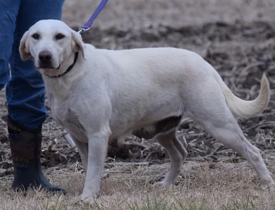 Bailey Labrador Retriever