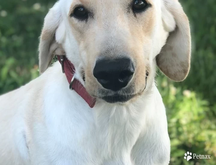 Belle Labrador Retriever