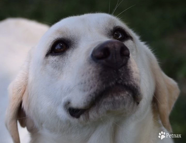 Lady Labrador Retriever