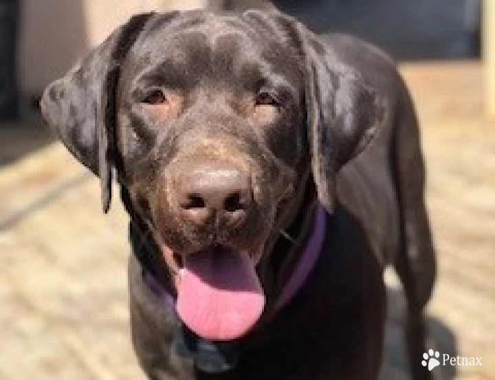 McEntire's Coco the Conqueror,  'Coco' Labrador Retriever