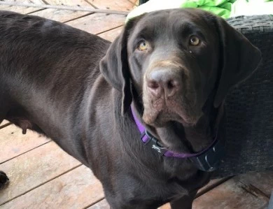 McEntire's Coco the Conqueror,  'Coco' Labrador Retriever