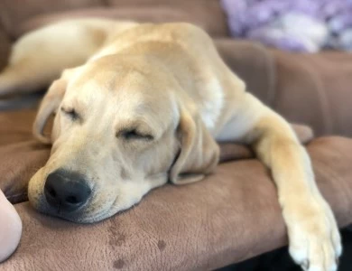 McEntires Chip Off the Ole Block  call name:  Labrador Retriever