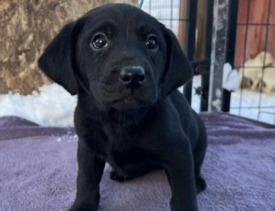 Black Female microchip ending in 893 Puppies for Sale