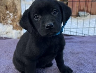 Black Female microchip ending in 892 Puppies for Sale