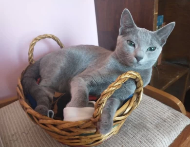 Fern of Beautiful Blues Cattery Russian Blue