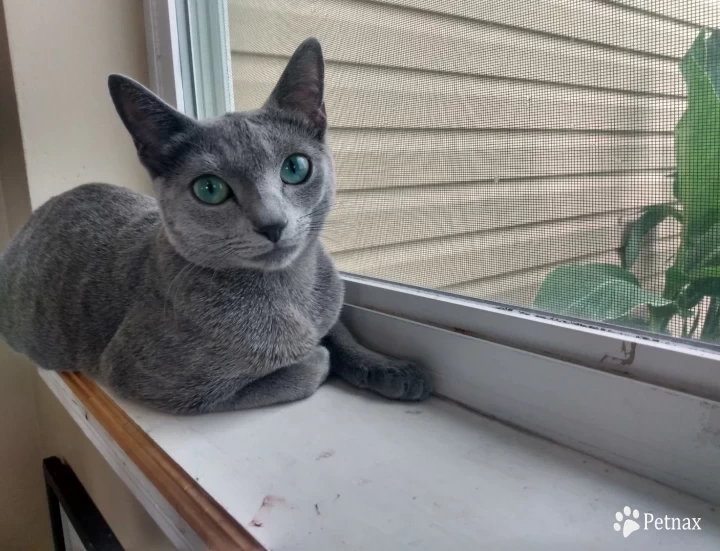 Fern of Beautiful Blues Cattery Russian Blue