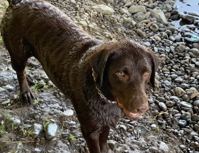 Kitselman's Dakota Lake - 'Dakota' Labrador Retriever