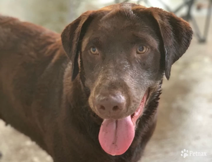 Kitselman's Dakota Lake - 'Dakota' Labrador Retriever