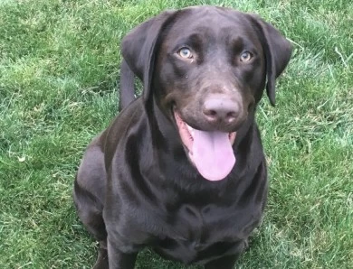 Kitselman's Dakota Lake - 'Dakota' Labrador Retriever