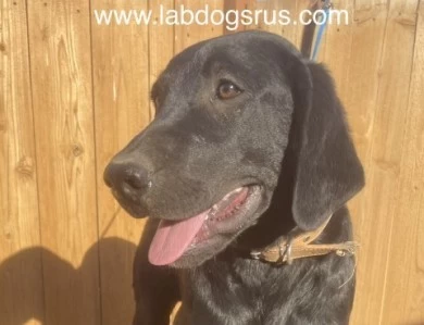 Black Male microchip ending in 732 Puppies for Sale