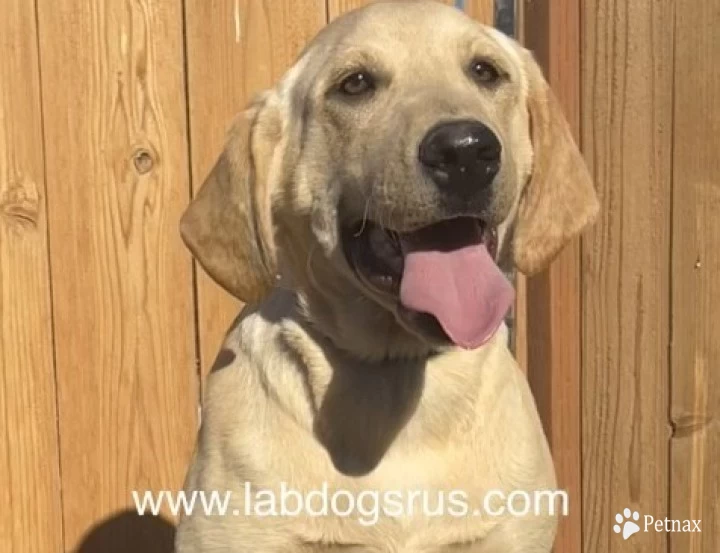 'Gunner' Yellow Male microchip ends in 737 Puppies for Sale