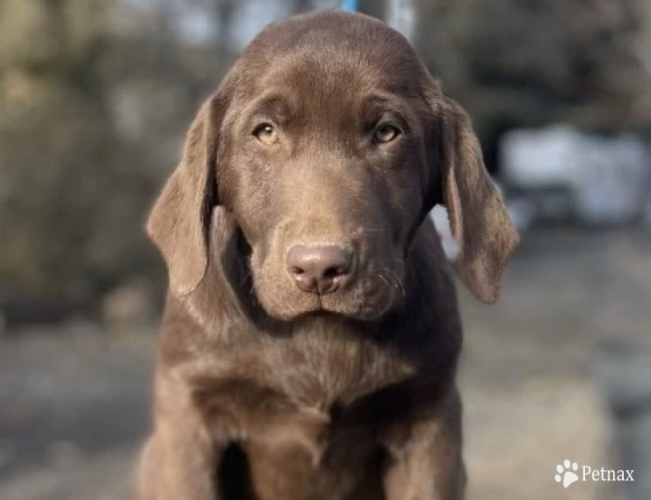 Chocolate Male  Puppies for Sale