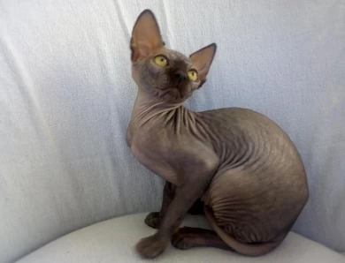 Cleo