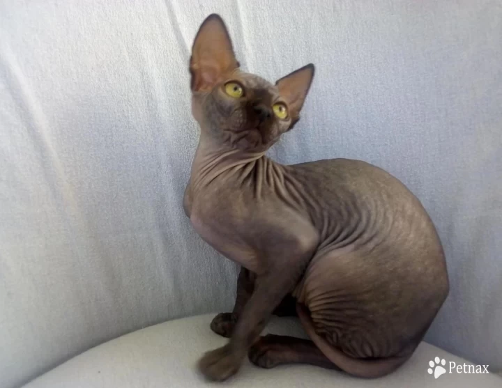 Cleo Sphynx