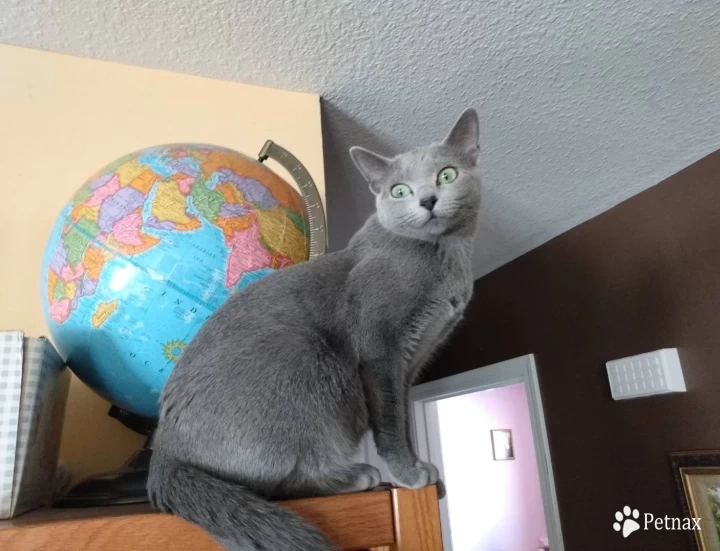 Misty of Beautiful Blues Cattery Russian Blue