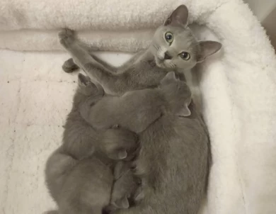 Misty of Beautiful Blues Cattery Russian Blue