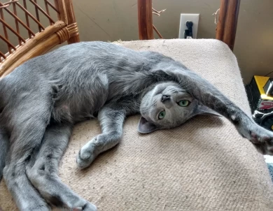 Clover of Beautiful Blues Cattery Russian Blue