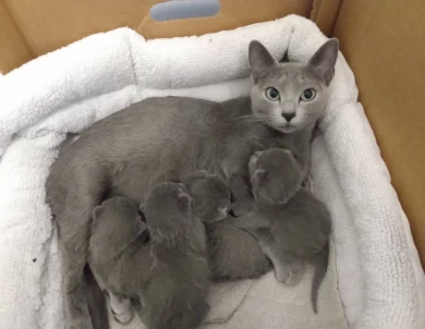 Clover of Beautiful Blues Cattery Russian Blue