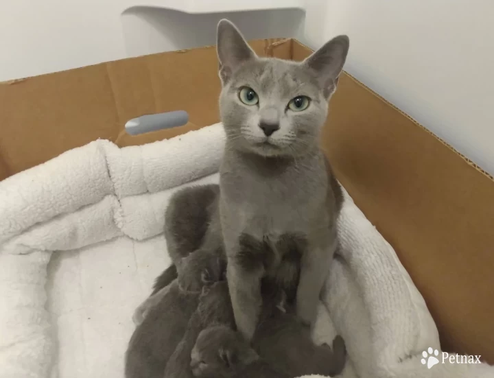 Clover of Beautiful Blues Cattery Russian Blue