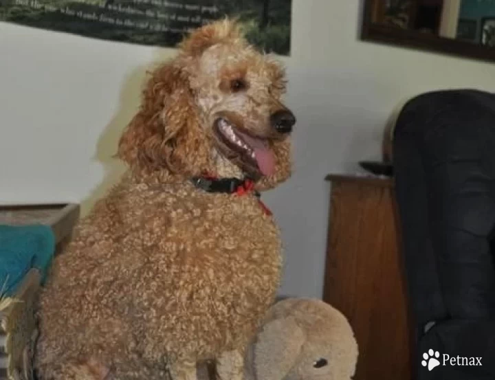 Natural Blond Standard Poodle