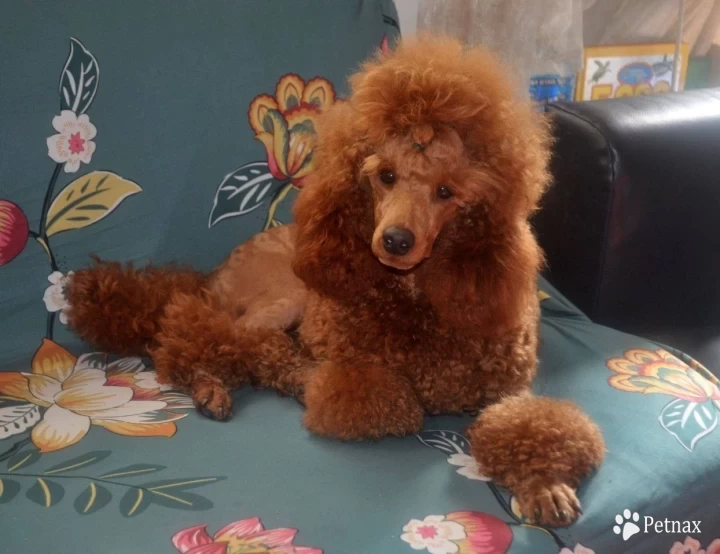 Apple Angel Glorious Bloom Standard Poodle