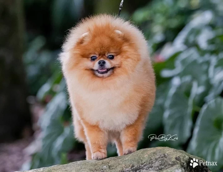 Lordic Pomeranian