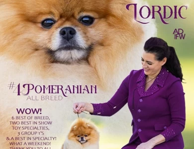 Lordic Pomeranian