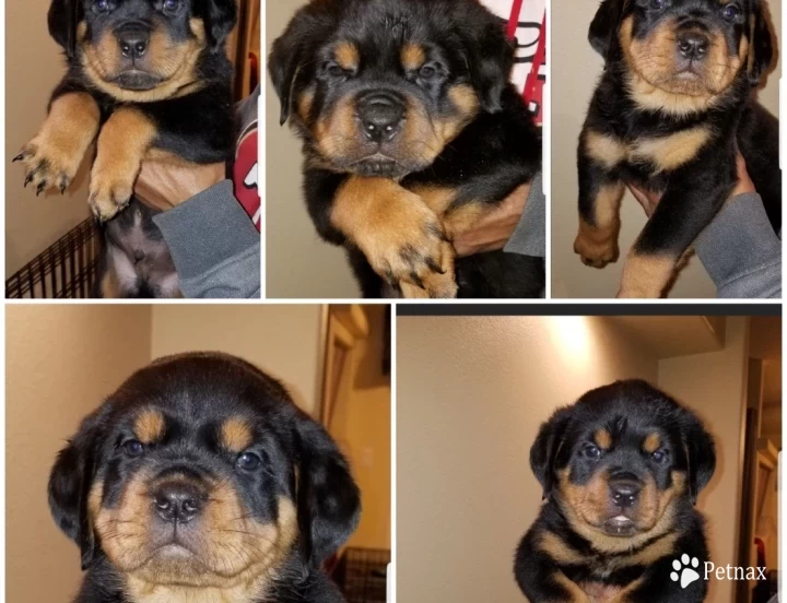 Scottys sales rottweiler ranch