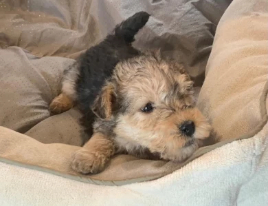Lakeland Terrier Puppies Available!