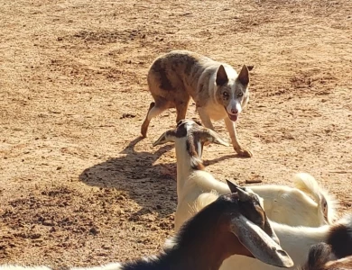 Grit Border Collie