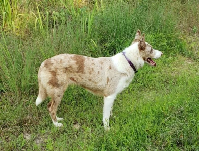 Grit Border Collie