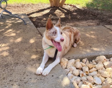 Grit Border Collie