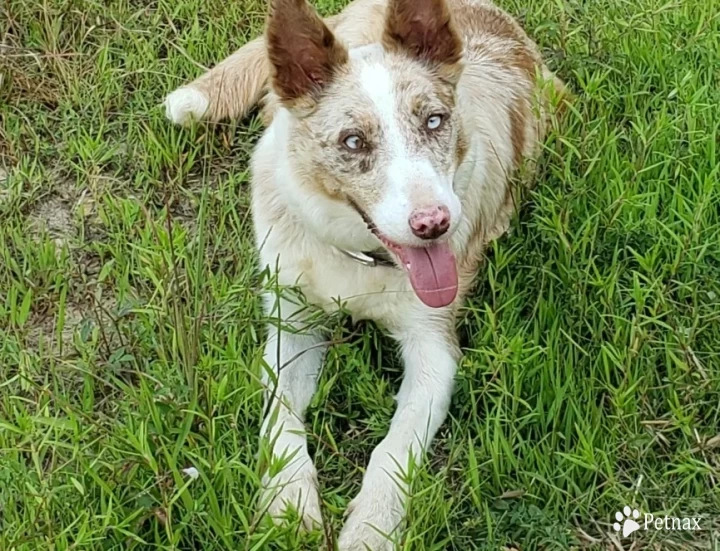 Grit Border Collie